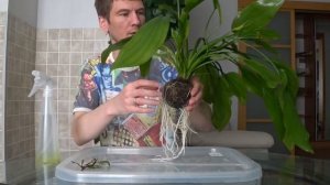 Вабикуса эхинодорус через месяц