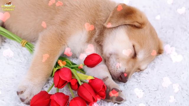 Sleep Music For Puppies Lullaby Lullabies ♫ Calm Relax Your Dog ♥ Lullaby For Dogs Golden Retriever смотреть онлайн