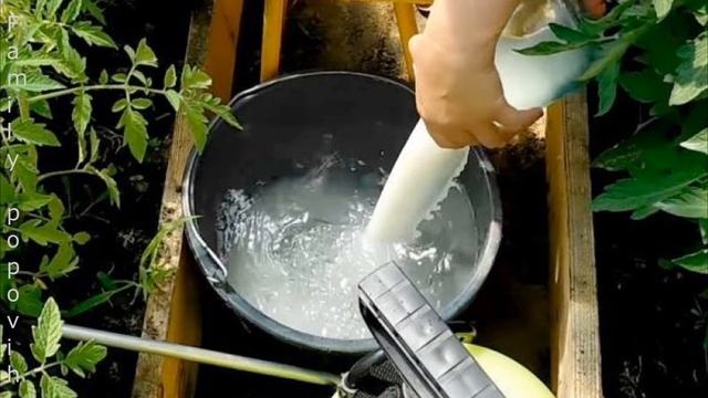 Лучшая Подкормка Огурцов для Увеличения Урожая Подкормка Огурцов в Открытом Грунте смотреть онлайн