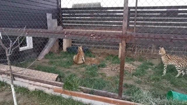 Брачные игры СЕРВАЛА (звуки вас повергнут в ШОК!!!) смотреть онлайн