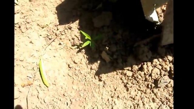 Выращиваем персик из косточки смотреть онлайн