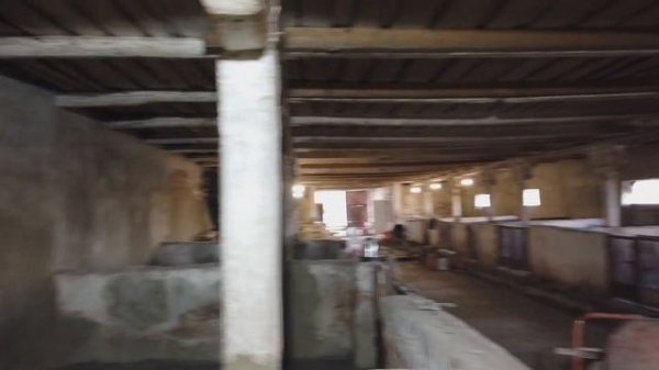 Полы в свинарнике. Почему выбрали резиновый пол для свиней. Выпуск 7