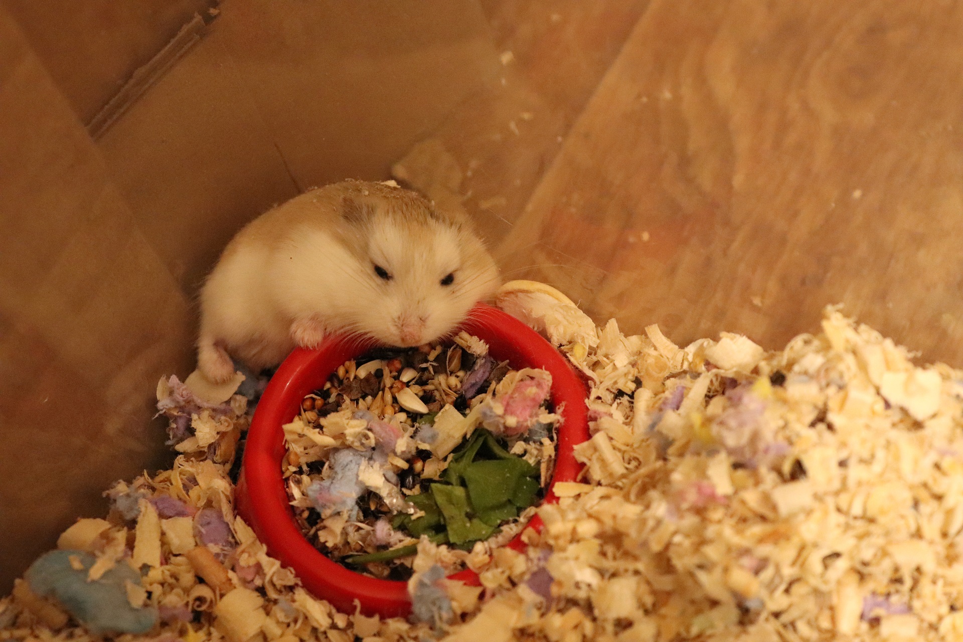 ХОМЯЧКАМ РОБОРОВСКОГО 4 ДНЯ ОТ РОДУ / ХОМЯЧИХА УСТАЛА ОТ ХОМЯЧАТ смотреть онлайн