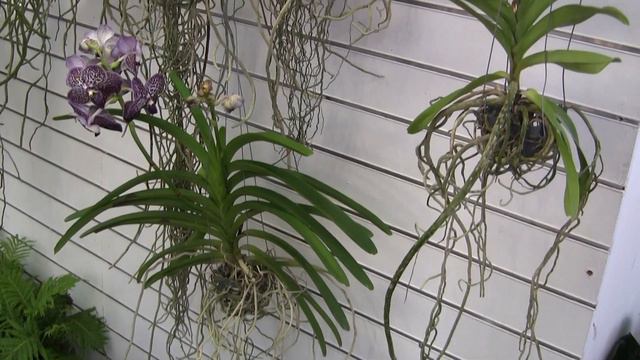 Orchidee (Orchidaceae) - Orchids - Orquídeas - Orchidées