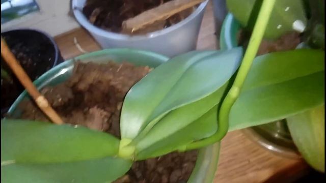 ОРХИДЕИ: Какие цветоносы я обрежу после цветения? смотреть онлайн