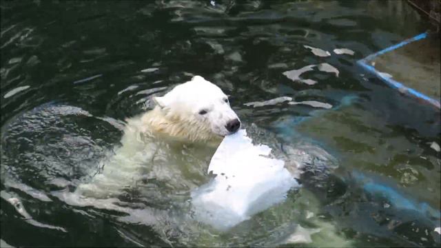 Пока мама и братик спят, Шайна плавает и разбирает на кусочки канистру 21.07.2020 смотреть онлайн