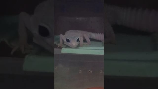 Как ведут себя мои животные во время грозы. 21 июля 2023. смотреть онлайн