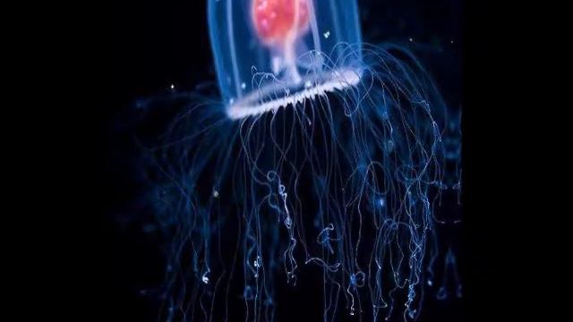Hay criaturas inmortales en el mundo смотреть онлайн