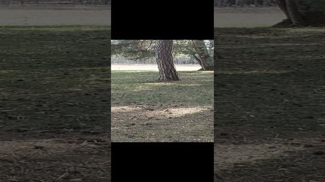 Белка. смотреть онлайн