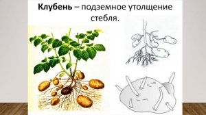 Видоизменение побегов