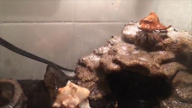 Hermit Crab Taking Shower смотреть онлайн