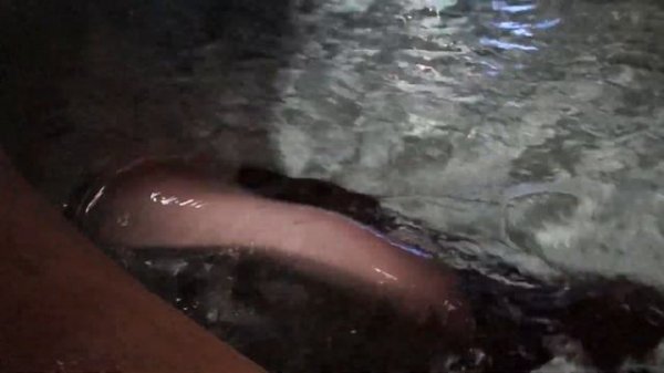 весёлый скат\ happy cramp-fish