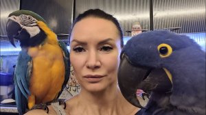 Сидим,болтаем с попугаями. Говорящий попугай ара, Гиацинтовый Ара, какаду играет. Попугаи дома