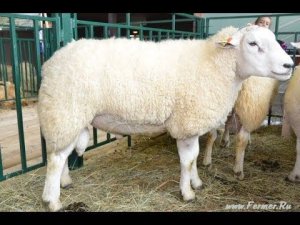 Овцы породы Тексель от племзавода ООО АПК Александровское Золотая Осень 2013