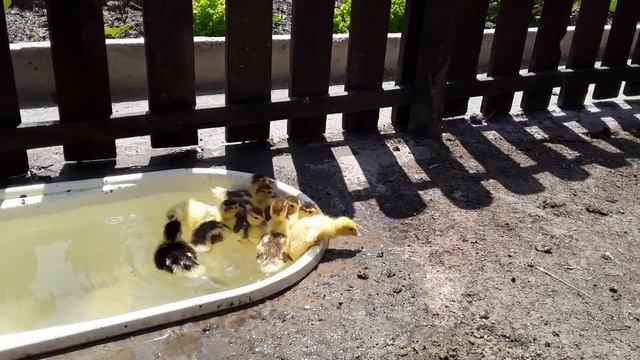 В каком Возрасте Утят Выпускать на Воду. Индоутка _ Бассейн для уток. смотреть онлайн
