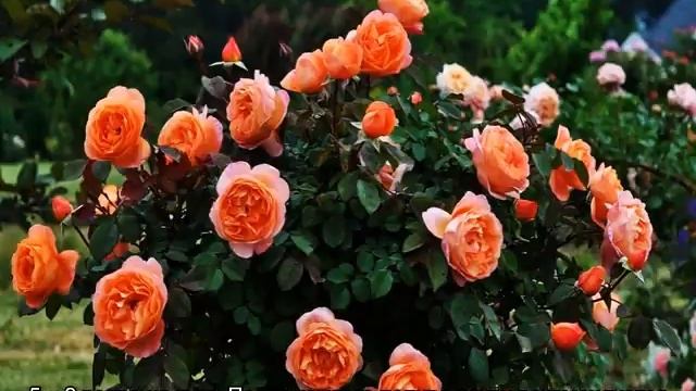 Роза Леди Эмма Гамильтон (Lady Emma Hamilton) — описание сорта смотреть онлайн