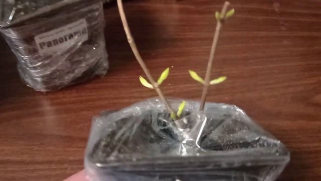 Обзор посылки с гортензиями из питомника Анабель смотреть онлайн
