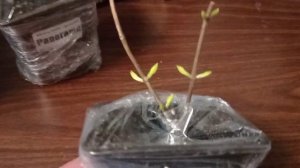 Обзор посылки с гортензиями из питомника Анабель