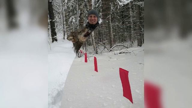 Охота на волка. Зима 2020. смотреть онлайн