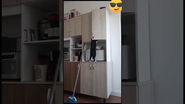 ТЕПЕРЬ ПОНЯТНО ЗАЧЕМ КОТАМ 9 ЖИЗНЕЙ? смотреть онлайн