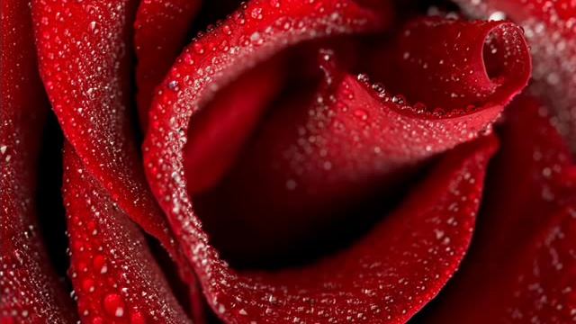 М Дзыбов - Я встретил розу смотреть онлайн