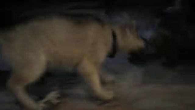 Husky Layka vs Jack Russel.AVI смотреть онлайн