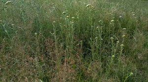 Красивое видео. Музыка из фильма Вечный зов.