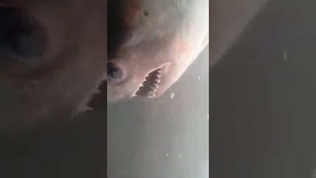 Акула Хабаровский край смотреть онлайн