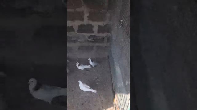 Vachoei xsher@ Avan Arinj смотреть онлайн