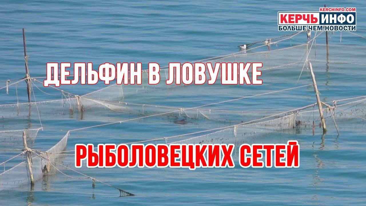 В Керчи дельфин попал в ловушку рыболовецких сетей смотреть онлайн