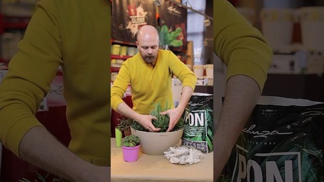 Кашпо Lechuza. Как посадить растение в кашпо Лечуза смотреть онлайн