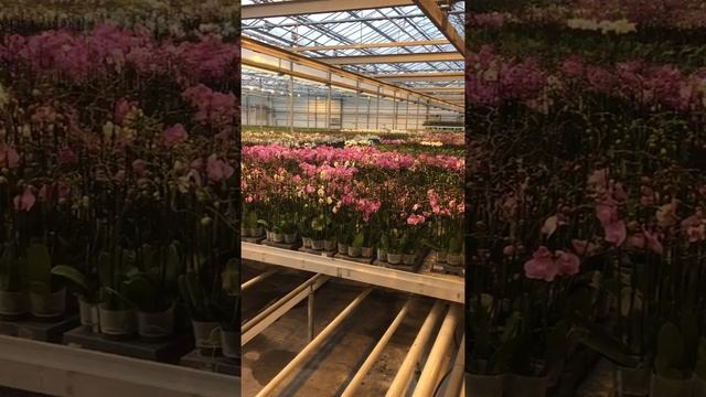 Теплица орхидей в Голландии смотреть онлайн