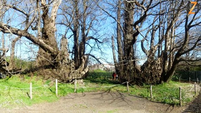 Самые широкие деревья в мире смотреть онлайн