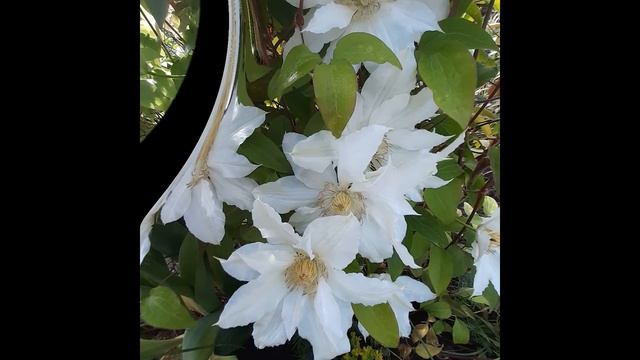 Clematis Fuju-No-Tabi (Клематис Фуджи Но Таби)