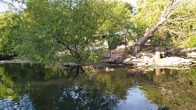 Ленинградский зоопарк Часть 2. Тигр, совы, зайчики и птички. Аттракционы и большие мыльные пузыри)) смотреть онлайн