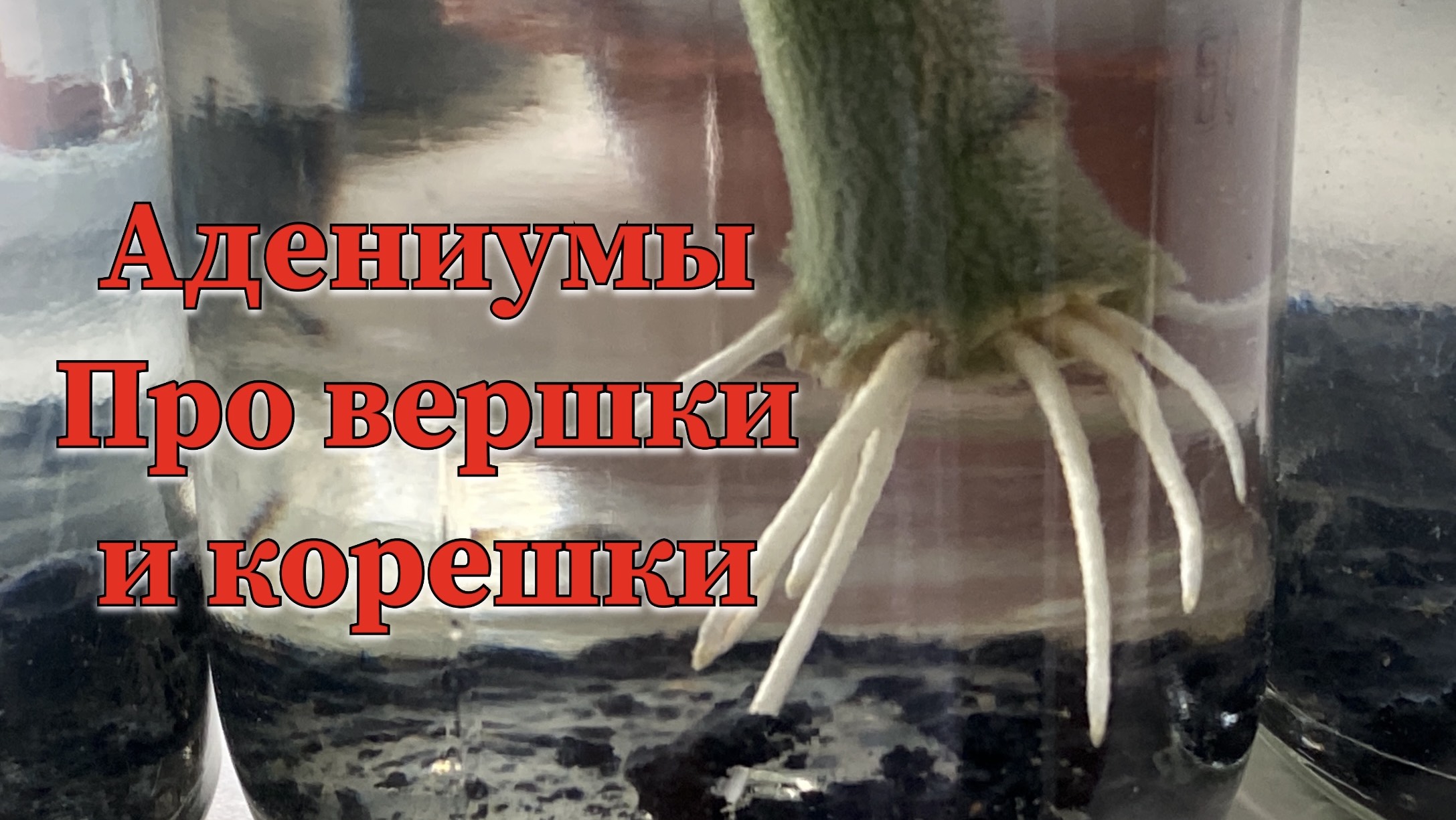 У адениумов они тоже есть. Короче, про вершки и корешки :) 20 июля 2024 г. смотреть онлайн