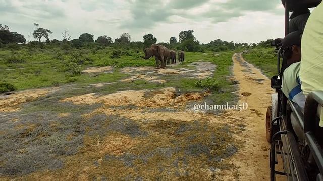 Elephants | Udawalawe National Park Safari смотреть онлайн