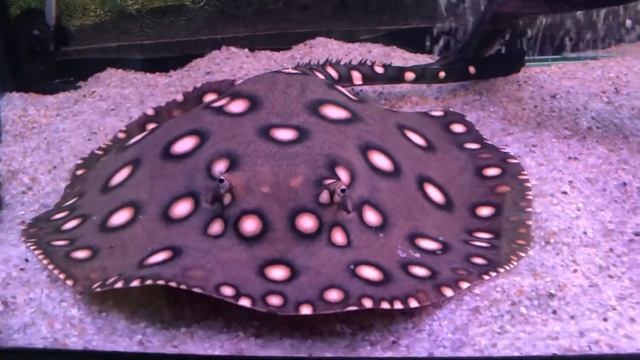 Глазчатый хвостокол ( скат моторо ) смотреть онлайн