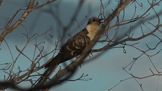 WildEarth - Sunset Safari - January 17, 2020 - Part 2 смотреть онлайн