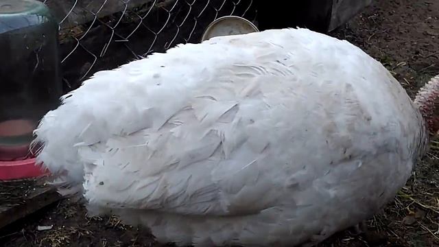 КТО ИНДЮШКЕ ОТОРВАЛ ХВОСТ И ПОГРЫЗ КРЫЛЬЯ???