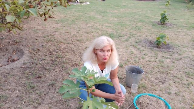 Инжир Как вырастить инжир смотреть онлайн