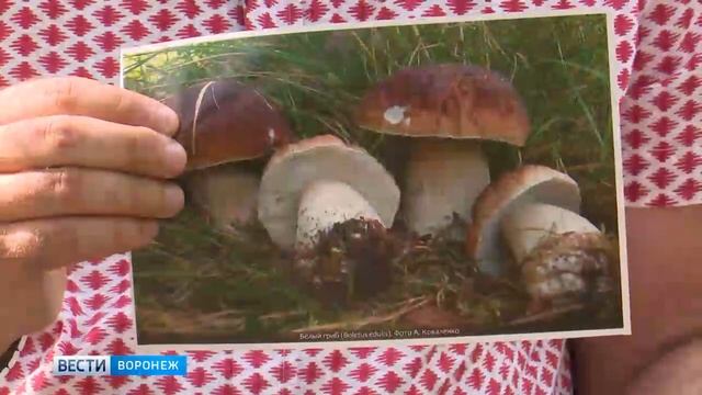Ядовитые маслята и ложные дождевики. Учёный рассказал, как воронежцам распознать опасные грибы смотреть онлайн