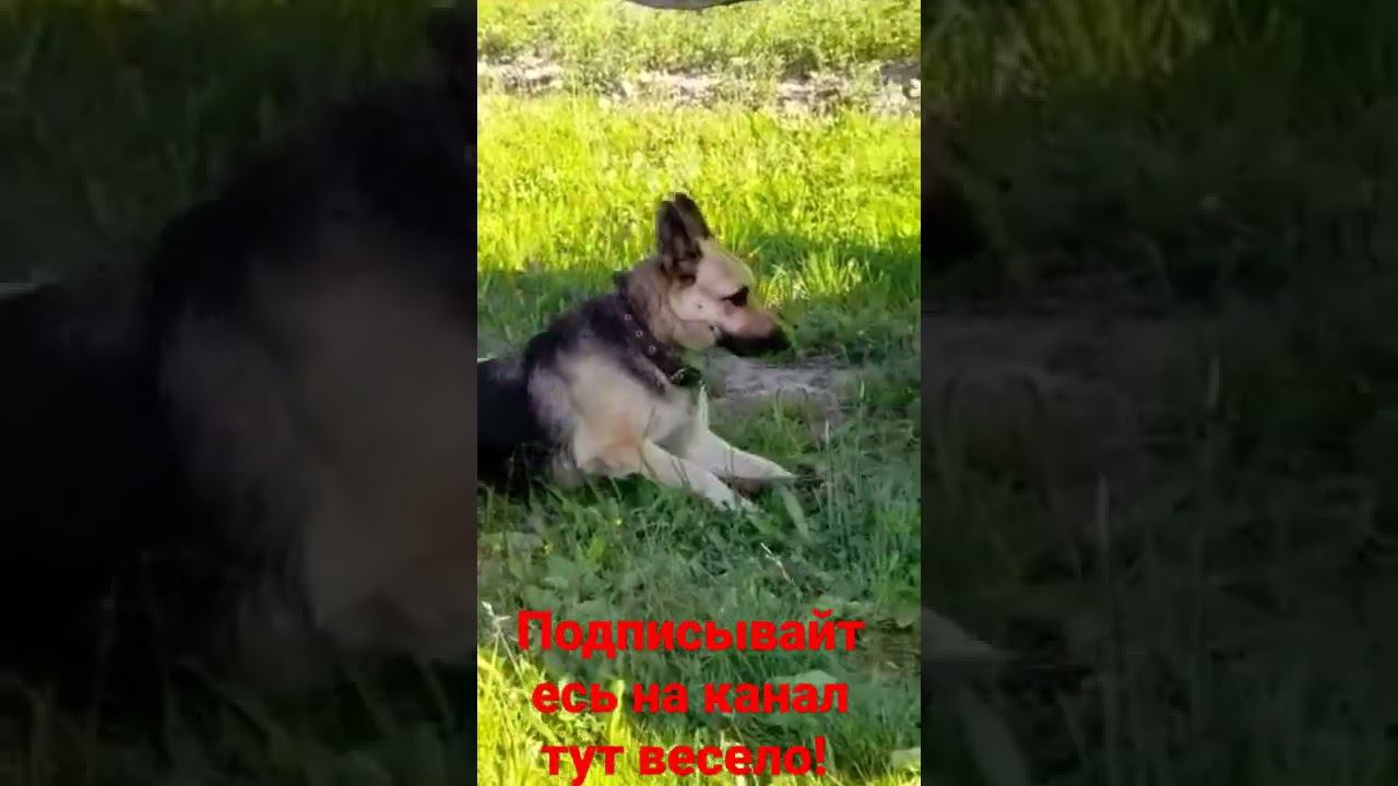 Собака смотрит в сторону! и отдыхает! смотреть онлайн