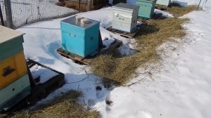 Помощь пчёлам при облёте когда ещё лежит снег