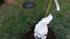 Укрытие хурмы на зиму