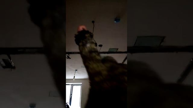 Монтаж электричества потолка под гипсакартон смотреть онлайн