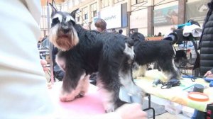 Цвергшнауцер- отличный компаньон!