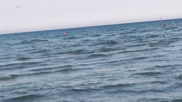 Парсон Рассел терьер на курорте! смотреть онлайн