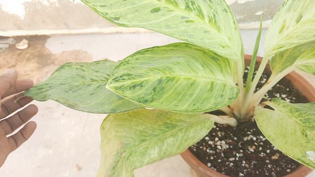 New Variety of Aglaonema ALHAMDULILLAH | Aik Aur Aglaonema Ki Variety Merey Paas смотреть онлайн