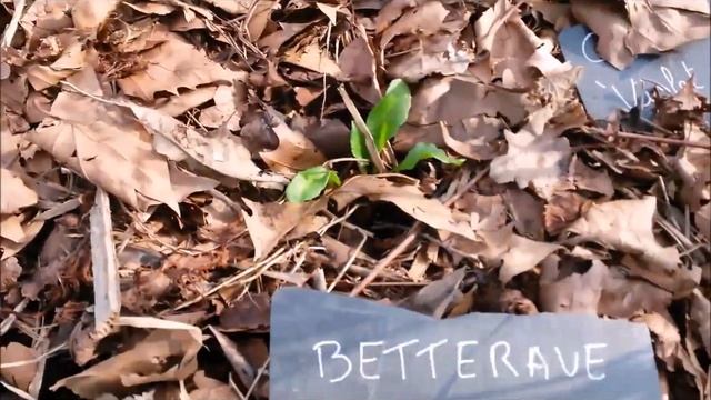 Jardin créé en 1 an avec 98% de produits recyclés. смотреть онлайн